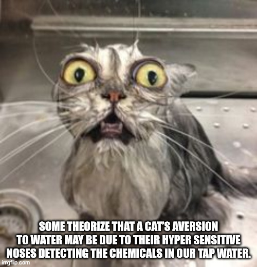 funny cats - Some Theorize That A Cat'S Aversion To Water May Be Due To Their Hyper Sensitive Noses Detecting The Chemicals In Our Tap Water. imgflip.com
