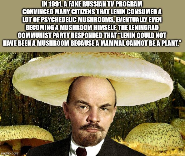 photo caption - In 1991, A Fake Russian Tv Program Convinced Many Citizens That Lenin Consumed A Lot Of Psychedelic Mushrooms, Eventually Even Becoming A Mushroom Himself. The Leningrad Communist Party Responded That Lenin Could Not Have Been A Mushroom B