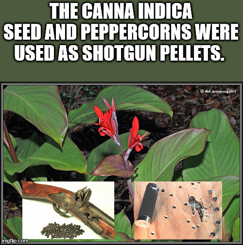leaf - The Canna Indica Seed And Peppercorns Were Used As Shotgun Pellets. .P.Armstrong 2017 imgflip.com