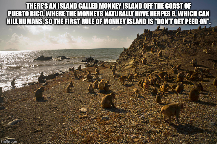 monkey island puerto rico - There'S An Island Called Monkey Island Off The Coast Of Puerto Rico, Where The Monkeys Naturally Have Herpes B, Which Can Kill Humans. So The First Rule Of Monkey Island Is Dont Get Peed On". ingflip.com