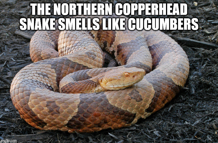 copperhead snake - The Northern Copperhead Snake Smells Cucumbers imgflip.com