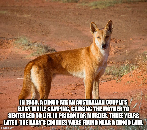 liceo enrique ballacey cottereau - In 1980, A Dingo Ate An Australian Couple'S Baby While Camping, Causing The Mother To Sentenced To Life In Prison For Murder. Three Years Later, The Baby'S Clothes Were Found Near A Dingo Lair. imgflip.com