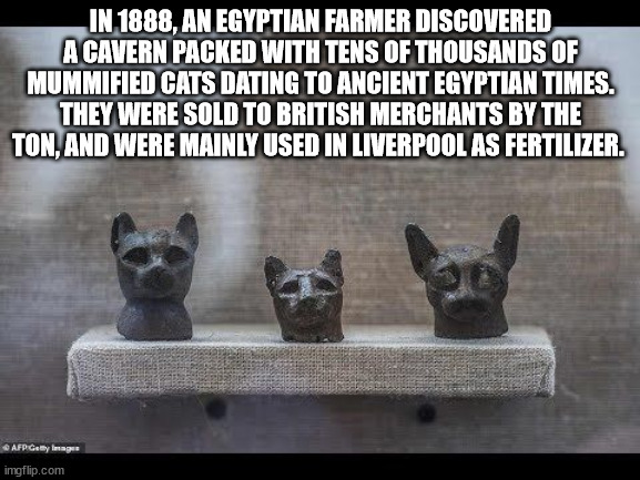 u.s. space & rocket center - In 1888, An Egyptian Farmer Discovered A Cavern Packed With Tens Of Thousands Of Mummified Cats Dating To Ancient Egyptian Times. They Were Sold To British Merchants By The Ton, And Were Mainly Used In Liverpool As Fertilizer.
