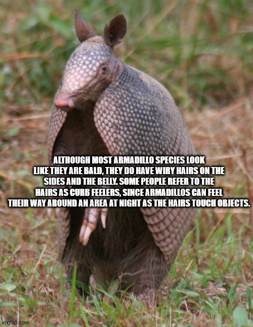 dasypus novemcinctus - Although Most Armadillo Species Look They Are Bald, They Do Have Wiry Hairs On The Sides And The Belly Some People Refer To The Hairs As Curb Feelers, Since Armadillos Can Feel Their Way Around An Area At Night As The Hairs Touch Ob