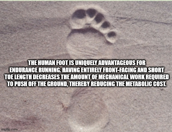 fauna - The Human Foot Is Uniquely Advantageous For Endurance Running. Having Entirely FrontFacing And Short Toe Length Decreases The Amount Of Mechanical Work Required To Push Off The Ground, Thereby Reducing The Metabolic Cost. imgflip.com