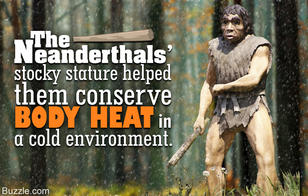 photo caption - The Neanderthals stocky stature helped them conserve Body Heat in a cold environment. Buzzle.com