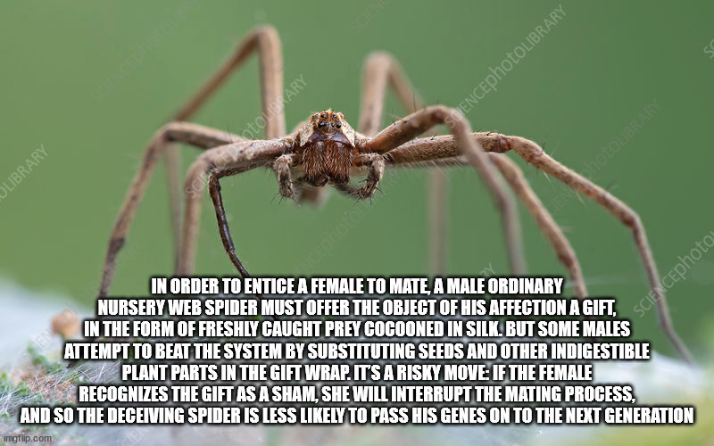 fauna - SQEncephotoLIBRARY Scientombrary Tololibrar Library Spes SCIENCEphotos In Order To Entice A Female To Mate, A Male Ordinary Nursery Web Spider Must Offer The Object Of His Affection A Gift, In The Form Of Freshly Caught Prey Cocooned In Silk. But 