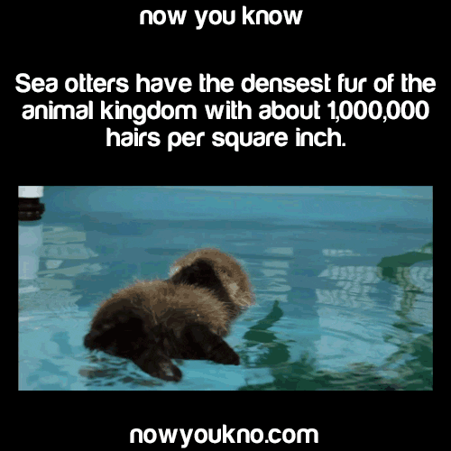 animals facts gif - now you know Sea otters have the densest fur of the animal kingdom with about 1,000,000 hairs per square inch. nowyoukno.com