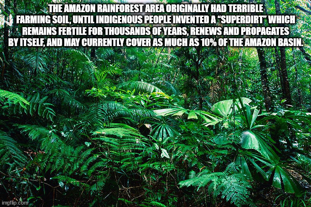 australia tropical rainforest - The Amazon Rainforest Area Originally Had Terrible Farming Soil, Until Indigenous People Invented A Superdirt Which Remains Fertile For Thousands Of Years, Renews And Propagates By Itself, And May Currently Cover As Much As