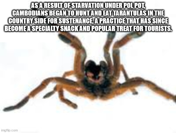 tarantula - As A Result Of Starvation Under Pol Pot, Cambodians Began To Hunt And Eat Tarantulas In The Country Side For Sustenance, A Practice That Has Since Become A Specialty Snack And Popular Treat For Tourists. imgflip.com