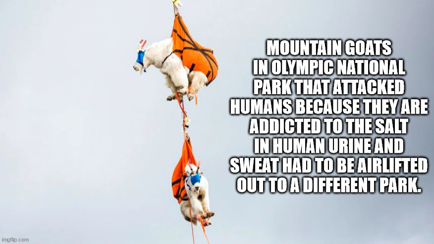 hickory house restaurant - Mountain Goats In Olympic National Park That Attacked Humans Because They Are Addicted To The Salt In Human Urine And Sweat Had To Be Airlifted Out To A Different Park. imgflip.com