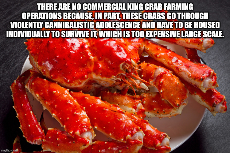 There Are No Commercial King Crab Farming Operations Because, In Part, These Crabs Go Through Violently Cannibalistic Adolescence And Have To Be Housed Individually To Survive It, Which Is Too Expensive Large Scale. imgflip.com