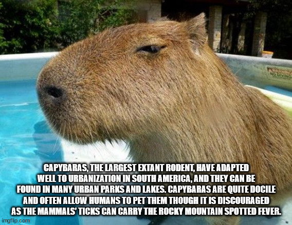 capybara - Capybaras, The Largest Extant Rodent, Have Adapted Well To Urbanization In South America, And They Can Be Found In Many Urban Parks And Lakes. Capybaras Are Quite Docile And Often Allow Humans To Pet Them Though It Is Discouraged As The Mammals