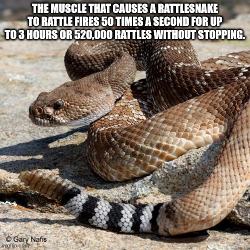 cool facts - The Muscle That Causes A Rattlesnake To Rattle Fires 50 Times A Second For Up To 3 Hours Or 520,000 Rattles Without Stopping. Gary Nafis imgflip.com
