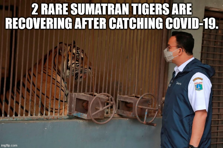 Ragunan Zoo - 2 Rare Sumatran Tigers Are Recovering After Catching Covid19. Tal Start imgflip.com