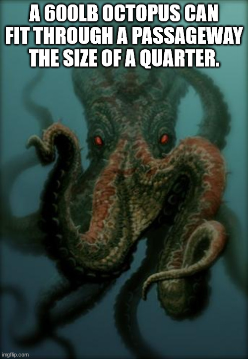 giant octopus - A 600LB Octopus Can Fit Through A Passageway The Size Of A Quarter. imgflip.com
