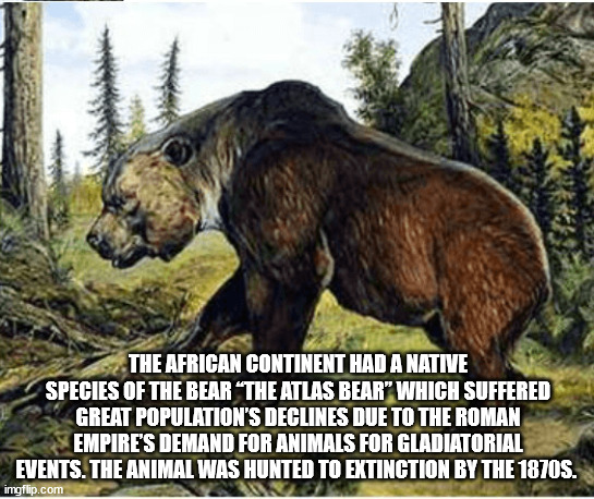 pershing square - The African Continent Had A Native Species Of The Bear The Atlas Bear