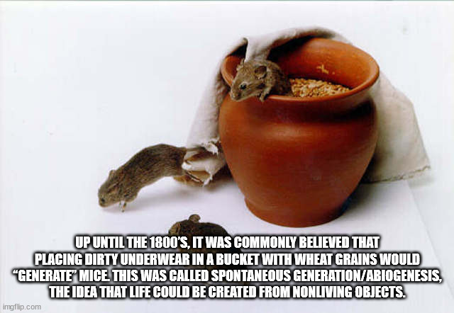 photo caption - Up Until The 1800'S, It Was Commonly Believed That Placing Dirty Underwear In A Bucket With Wheat Grains Would "Generate' Mice This Was Called Spontaneous GenerationAbiogenesis, The Idea That Life Could Be Created From Nonliving Objects. i