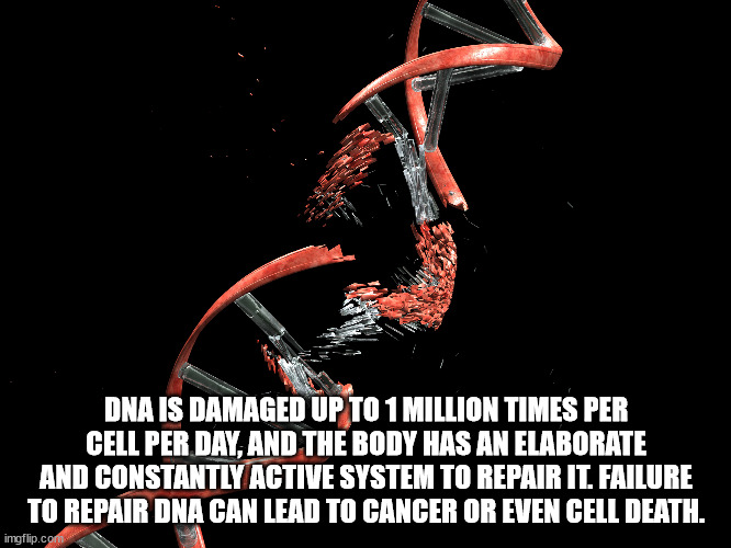 broken dna strand - Dna Is Damaged Up To 1 Million Times Per Cell Per Day, And The Body Has An Elaborate And Constantly Active System To Repair It. Failure To Repair Dna Can Lead To Cancer Or Even Cell Death. imgflip.com