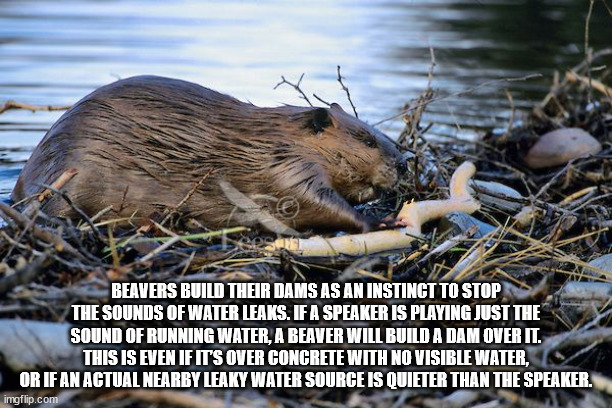 beaver dam meme - Beavers Build Their Dams As An Instinct To Stop The Sounds Of Water Leaks. If A Speaker Is Playing Just The Sound Of Running Water, A Beaver Will Build A Dam Over It. This Is Even If It'S Over Concrete With No Visible Water, Or If An Act