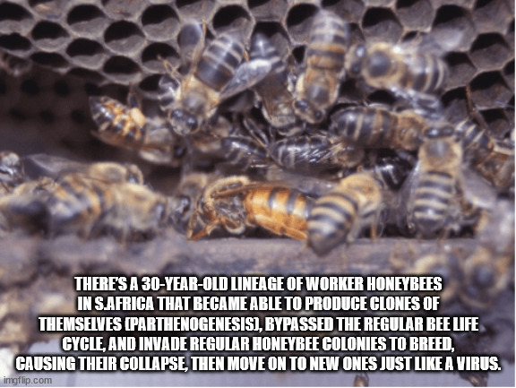 honey bee - There'S A 30YearOld Lineage Of Worker Honeybees In S.Africa That Became Able To Produce Clones Of Themselves Parthenogenesisi, Bypassed The Regular Bee Life Cycle, And Invade Regular Honeybee Colonies To Breed, Causing Their Collapse, Then Mov