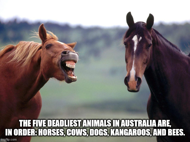 horse memes - The Five Deadliest Animals In Australia Are, In Order Horses, Cows, Dogs, Kangaroos, And Bees. imgflip.com