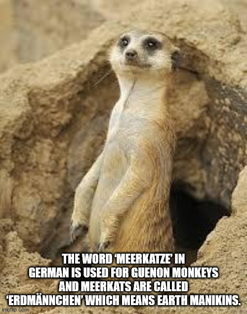 meerkat out of hole - The Word Meerkatze In German Is Used For Guenon Monkeys And Meerkats Are Called 'Erdmnnchen' Which Means Earth Manikins. imgflip.com