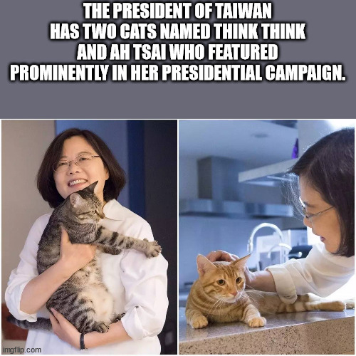 hickory house restaurant - The President Of Taiwan Has Two Cats Named Think Think And Ah Tsai Who Featured Prominently In Her Presidential Campaign. imgflip.com