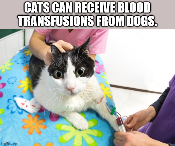 cat blood transfusion - Cats Can Receive Blood Transfusions From Dogs. imgflip.com