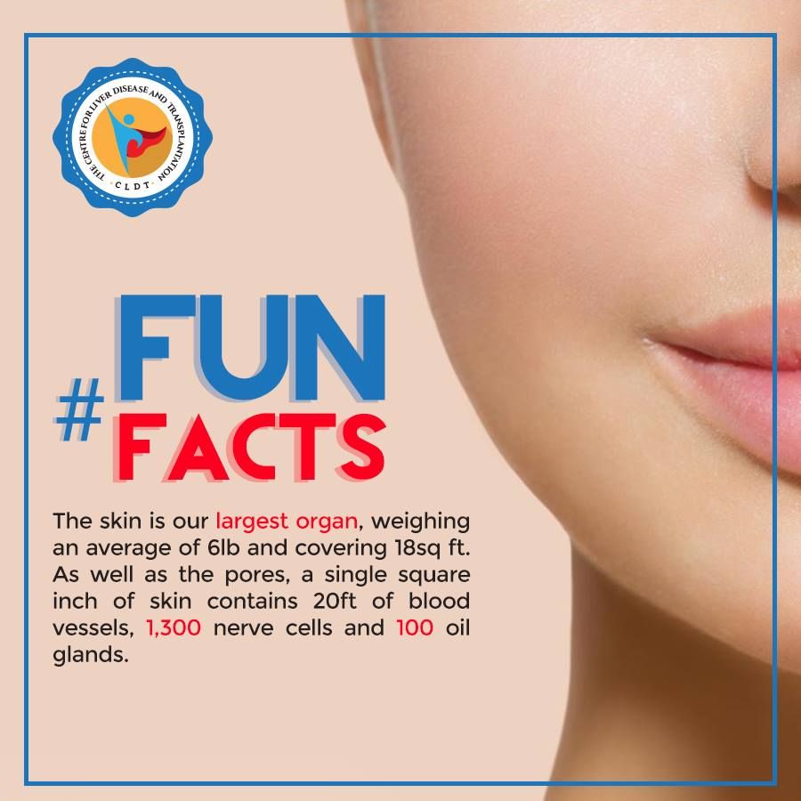 lip - Disease And For Liver Transplantation The Cent Oldt Fun The skin is our largest organ, weighing an average of 6lb and covering 18sq ft. As well as the pores, a single square inch of skin contains 20ft of blood vessels, 1,300 nerve cells and 100 oil 