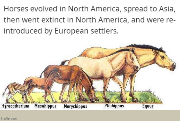 pre evolution horses - Horses evolved in North America, spread to Asia, then went extinct in North America, and were re introduced by European settlers. Hyracotherium Mesohippus Merychippus Pliohippus Equus imgflip.com