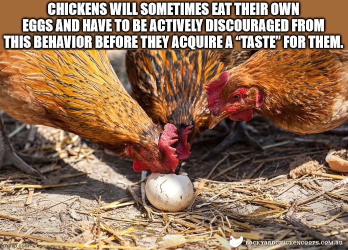 chicken eats eggs - Chickens Will Sometimes Eat Their Own Eggs And Have To Be Actively Discouraged From This Behavior Before They Acquire A Taste" For Them. imgflip.com Backyardchickencoqps.Com.au