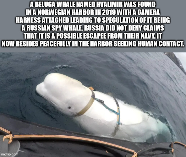 hvaldimir beluga whale - A Beluga Whale Named Hvalimir Was Found In A Norwegian Harbor In 2019 With A Camera Harness Attached Leading To Speculation Of It Being A Russian Spy Whale Russia Did Not Deny Claims That It Is A Possible Escapee From Their Navy. 