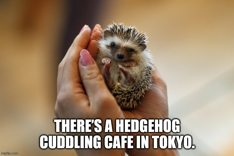 tokyo hedgehog cafe - There'S A Hedgehog Cuddling Cafe In Tokyo. imgflip.com