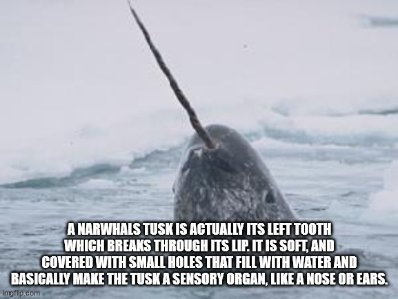 hickory house restaurant - A Narwhals Tusk Is Actually Its Left Tooth Which Breaks Through Its Lip. It Is Soft, And Covered With Small Holes That Fill With Water And Basically Make The Tusk A Sensory Organ, A Nose Or Ears. imgflip.com