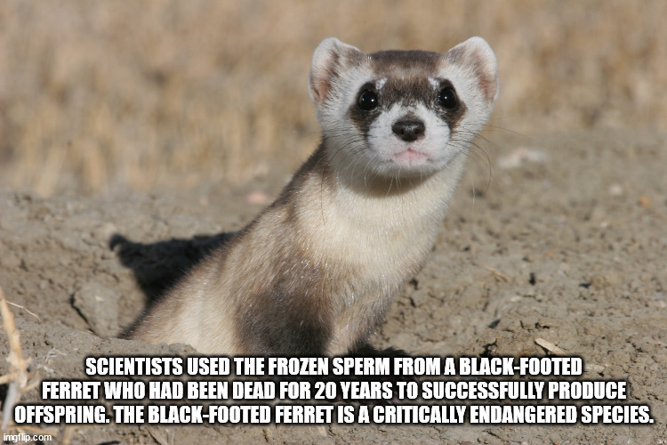 black footed ferret found - Scientists Used The Frozen Sperm From A BlackFooted Ferret Who Had Been Dead For 20 Years To Successfully Produce Offspring. The BlackFooted Ferret Is A Critically Endangered Species. imgflip.com