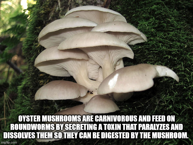 pearl ostreatus - Oyster Mushrooms Are Carnivorous And Feed On Roundworms By Secreting A Toxin That Paralyzes And Dissolves Them So They Can Be Digested By The Mushroom. imgflip.com