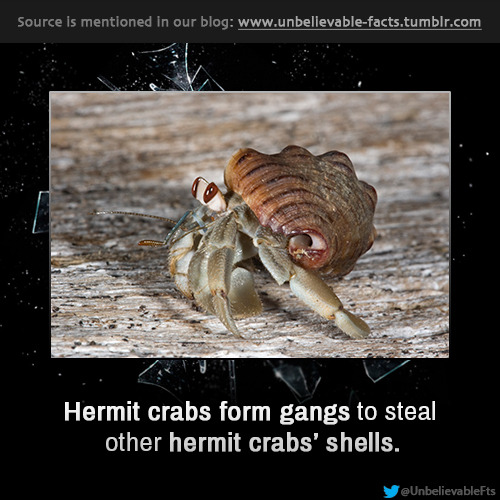 Source is mentioned in our blog Hermit crabs form gangs to steal other hermit crabs' shells.
