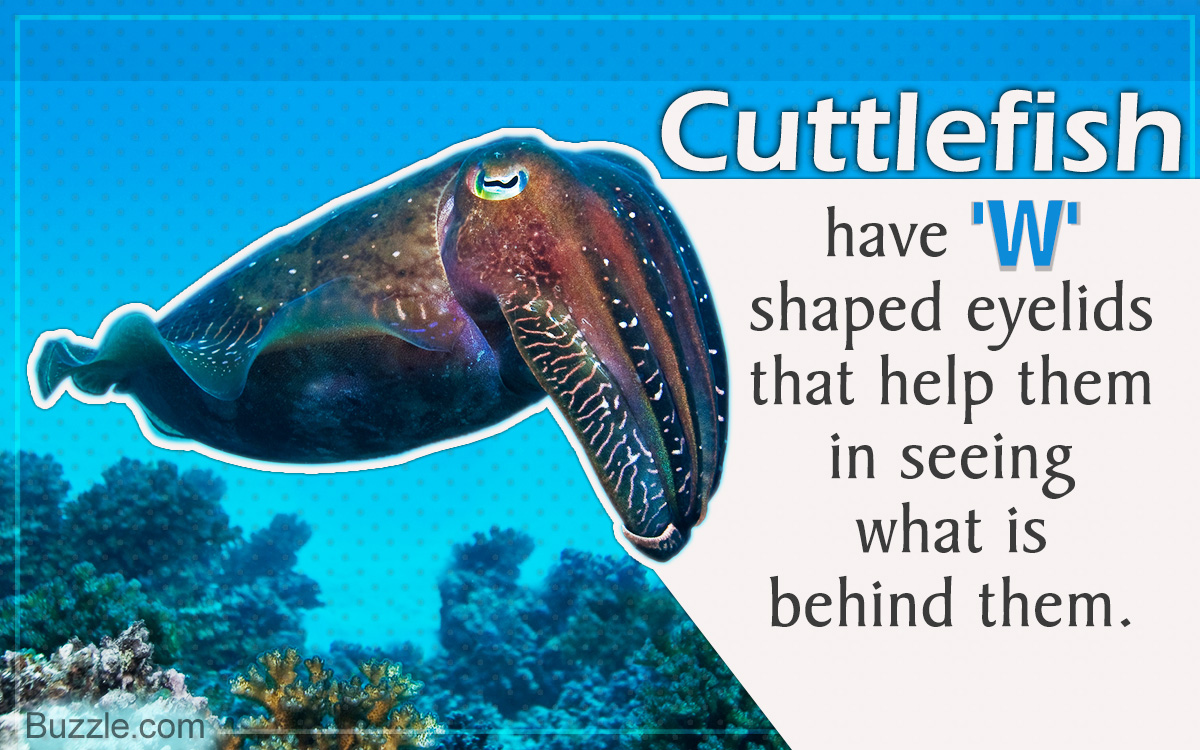 cuttlefish fun facts - Cuttlefish have 'W' shaped eyelids that help them in seeing what is behind them. Buzzle.com