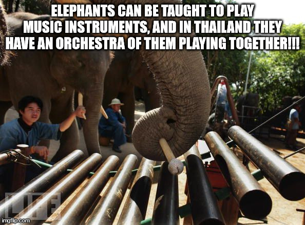 elephants and mammoths - Elephants Can Be Taught To Play Music Instruments, And In Thailand They Have An Orchestra Of Them Playing Together!!! imgflip.com