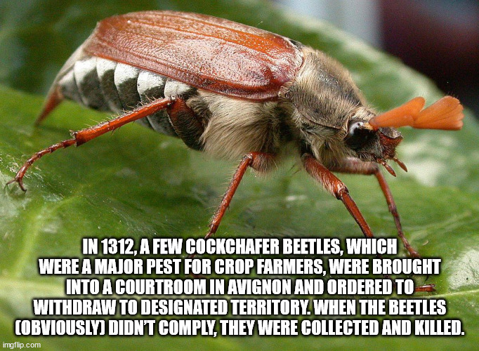 weird facts about insects - In 1312, A Few Cockchafer Beetles, Which Were A Major Pest For Crop Farmers, Were Brought Into A Courtroom In Avignon And Ordered To Withdraw To Designated Territory. When The Beetles Cobviously Didnt Comply, They Were Collecte