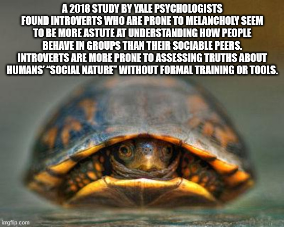 good morning turtle - A 2018 Study By Yale Psychologists Found Introverts Who Are Prone To Melancholy Seem To Be More Astute At Understanding How People Behave In Groups Than Their Sociable Peers. Introverts Are More Prone To Assessing Truths About Humans