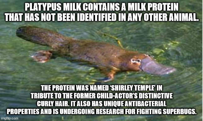 fauna - Platypus Milk Contains A Milk Protein That Has Not Been Identified In Any Other Animal. The Protein Was Named 'Shirley Temple In Tribute To The Former ChildActor'S Distinctive Curly Hair. It Also Has Unique Antibacterial Properties And Is Undergoi