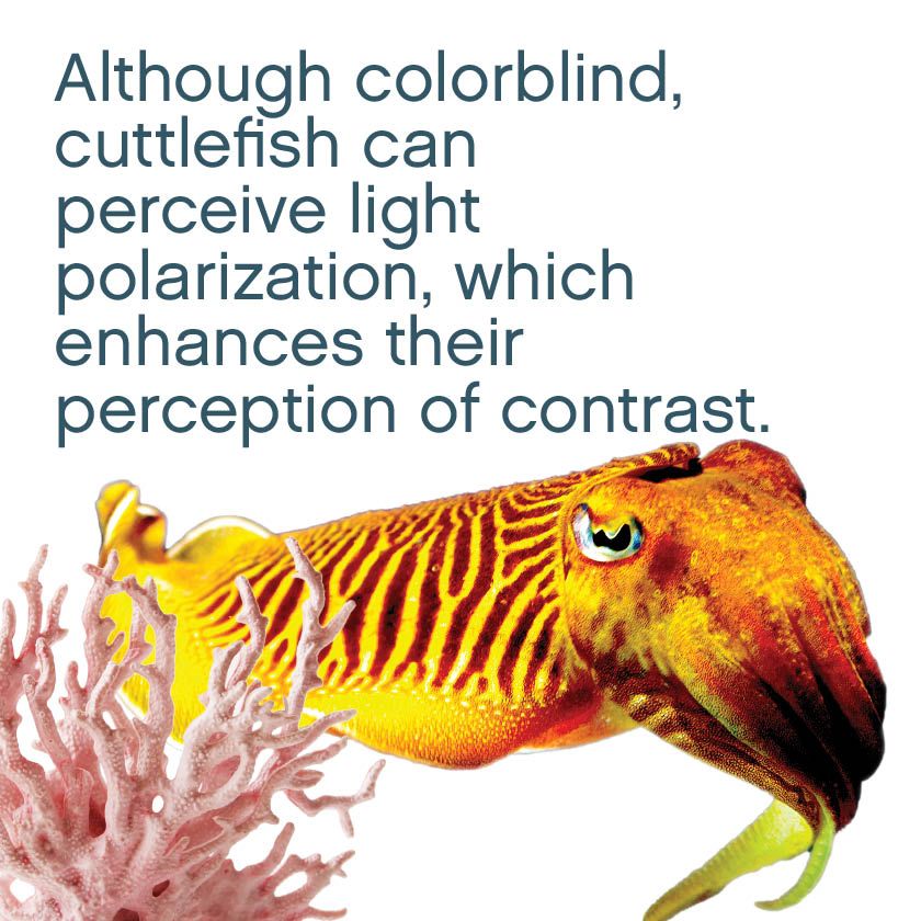 fauna - Although colorblind, cuttlefish can perceive light polarization, which enhances their perception of contrast.