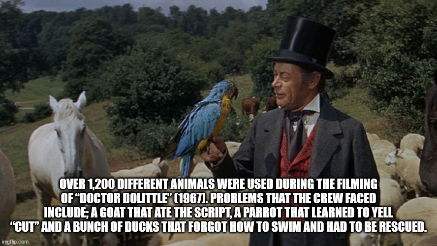 doctor dolittle polynesia - Over 1,200 Different Animals Were Used During The Filming Of "Doctor Dolittle" 1967. Problems That The Crew Faced Include; A Goat That Ate The Script, A Parrot That Learned To Yell Cut And A Bunch Of Ducks That Forgot How To Sw