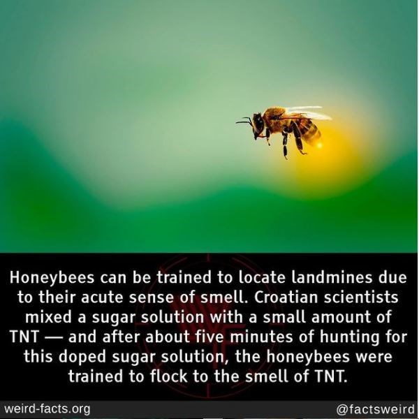 bee - Honeybees can be trained to locate landmines due to their acute sense of smell. Croatian scientists mixed a sugar solution with a small amount of Int and after about five minutes of hunting for this doped sugar solution, the honeybees were trained t
