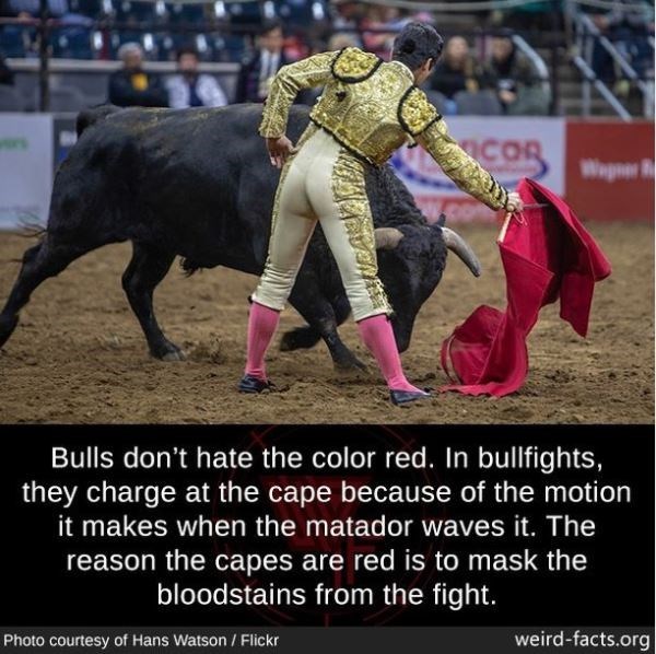 bull - Ex og ogs Bulls don't hate the color red. In bullfights, they charge at the cape because of the motion it makes when the matador waves it. The reason the capes are red is to mask the bloodstains from the fight. Photo courtesy of Hans Watson Flickr…