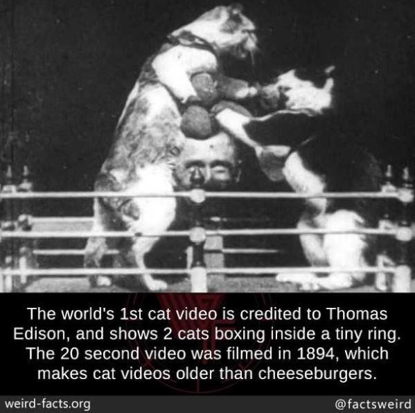 Boxing Cats - The world's 1st cat video is credited to Thomas Edison, and shows 2 cats boxing inside a tiny ring. The 20 second video was filmed in 1894, which makes cat videos older than cheeseburgers. weirdfacts.org