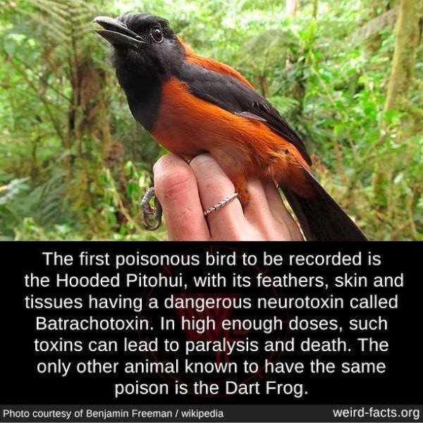 essay on hooded pitohui is called - The first poisonous bird to be recorded is the Hooded Pitohui, with its feathers, skin and tissues having a dangerous neurotoxin called Batrachotoxin. In high enough doses, such toxins can lead to paralysis and death. T