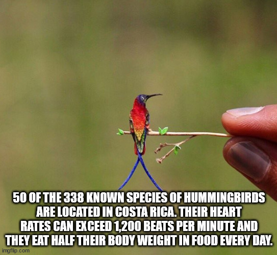 wycombe abbey - 50 Of The 338 Known Species Of Hummingbirds Are Located In Costa Rica. Their Heart Rates Can Exceed 1,200 Beats Per Minute And They Eat Half Their Body Weight In Food Every Day. imgflip.com
